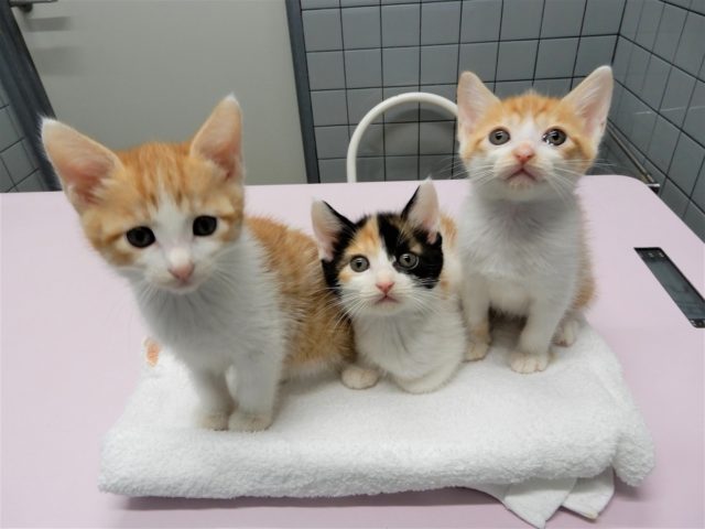 里親 横浜 猫 横浜で猫の里親になる手順・条件・費用を紹介！動物愛護センター・動物病院がおすすめな理由